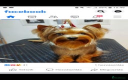 Yorkshire Terrier dogs for stud: Mini Yorkshire terrier for stud. - Image 4