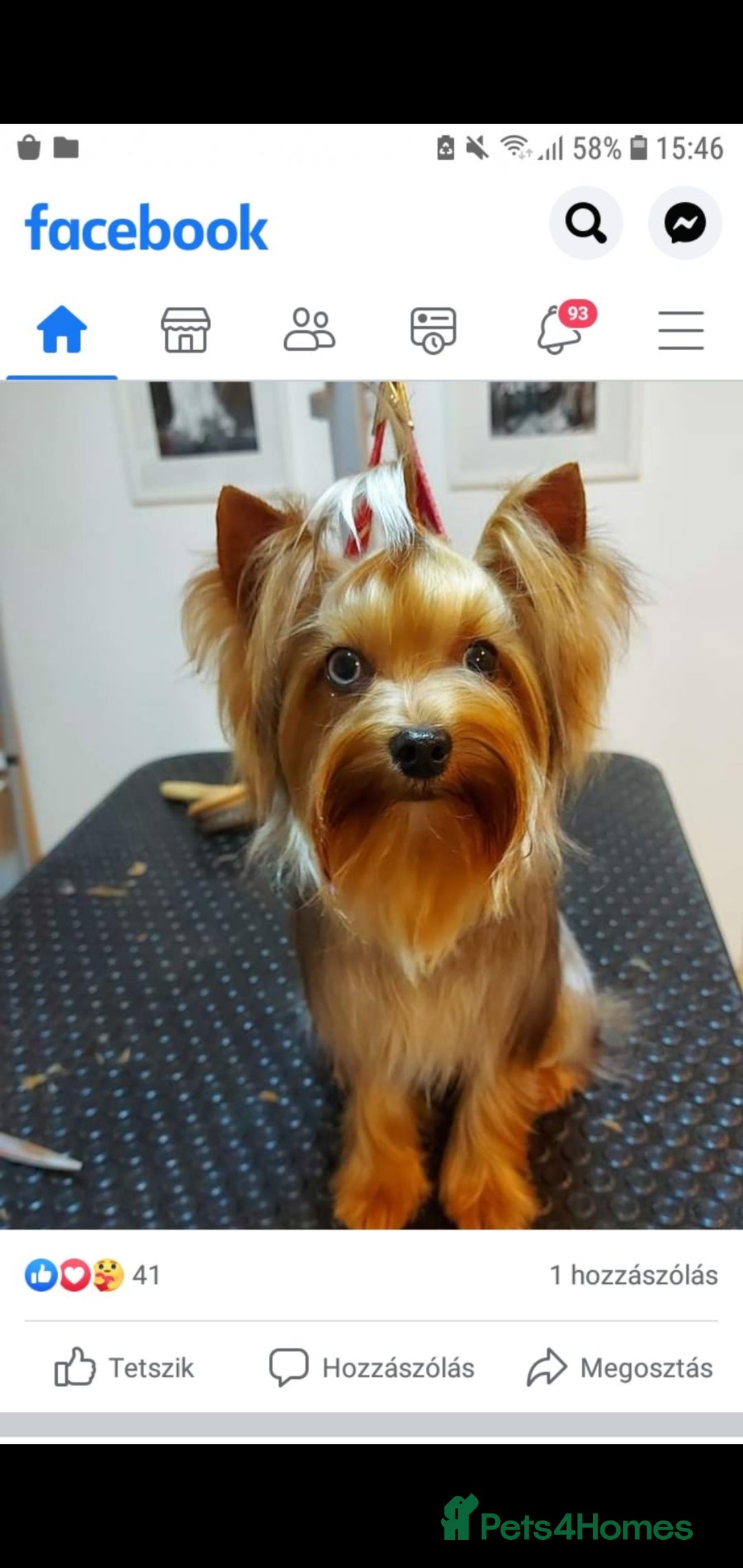 Yorkshire Terrier dogs for stud: Mini Yorkshire terrier for stud. - Image 4