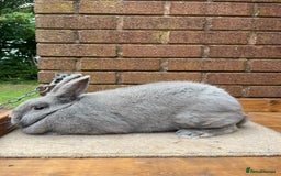 Continental Giant rabbits for sale: fer de Merberger - Image 4