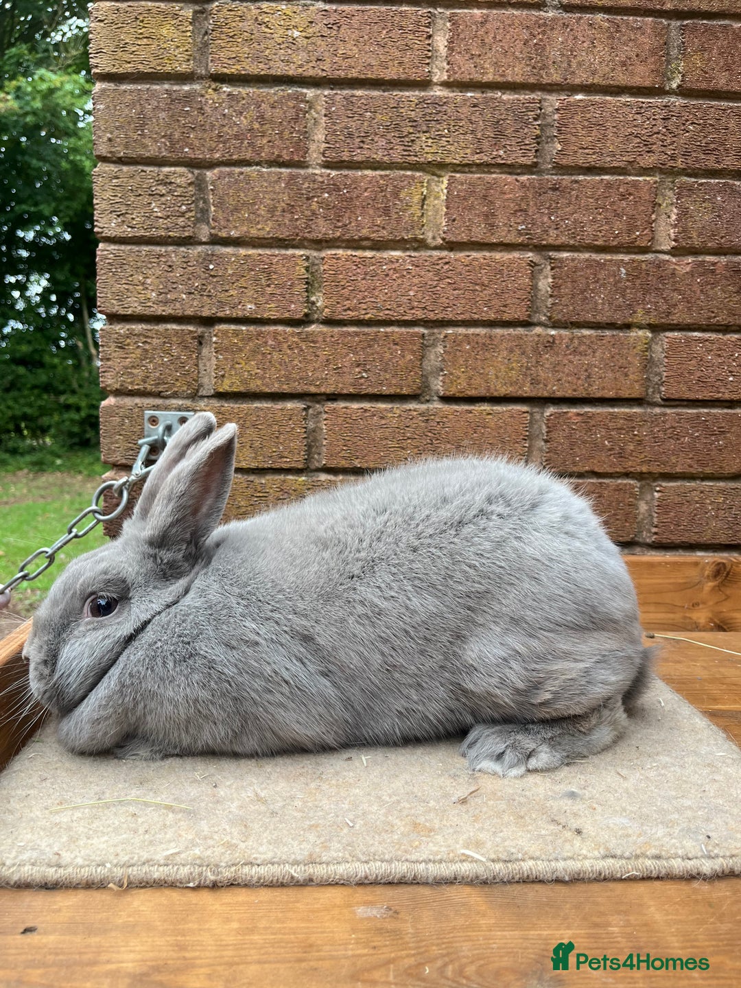 Continental Giant rabbits for sale: fer de Merberger - Image 4