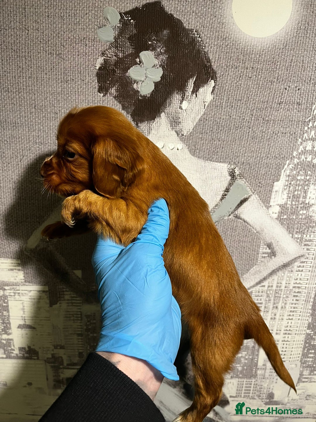 Cocker Spaniel dogs for sale:  cocker spaniel  - Advert 1