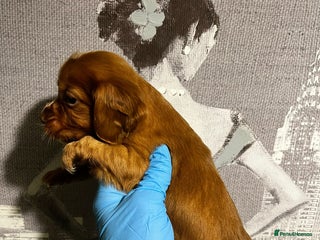 Cocker Spaniel dogs cocker spaniel - Advert 4