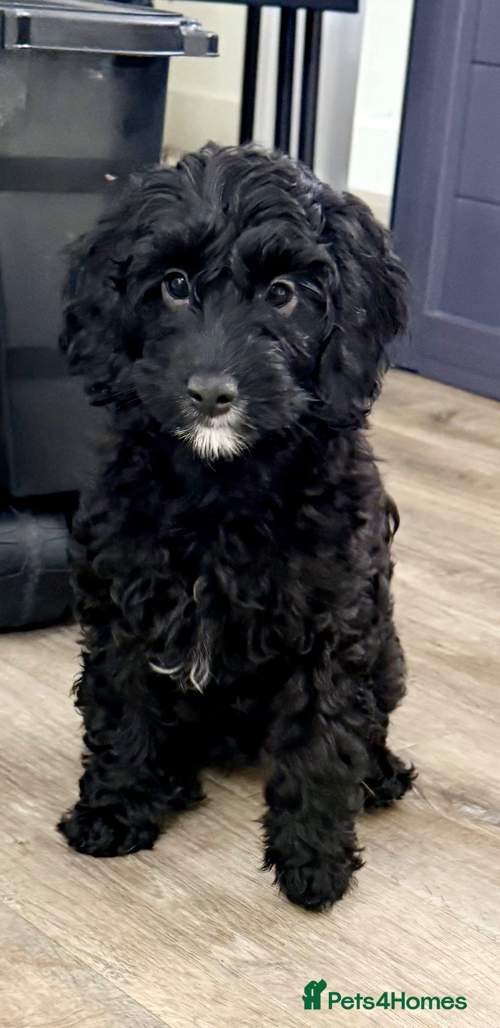 Cavapoo dogs Last 2 🎀 F1b Cavapoo’s 🎀  puppies both vaccines  - Advert 2