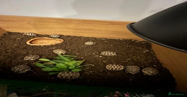 Tortoise reptiles Uk bred Hermann tortoises - Advert 12