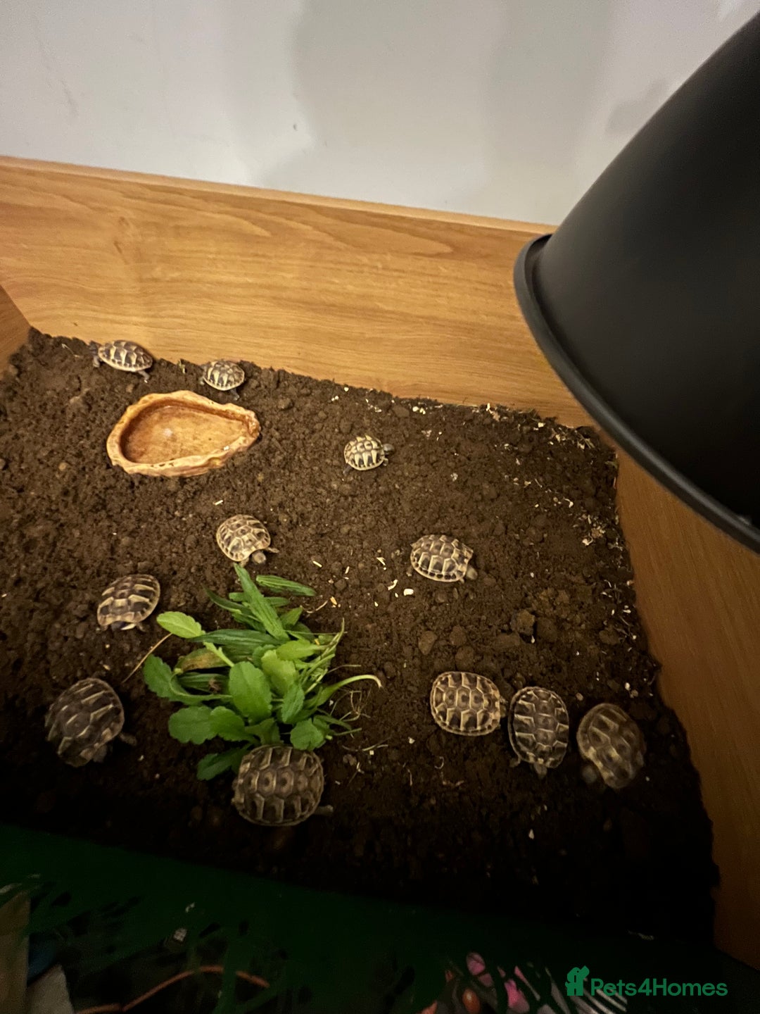 Tortoise reptiles for sale: Uk bred Hermann tortoises - Advert 2