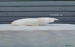 Mini Lop rabbits for sale: Purebred mini lops ready now  - Advert 7