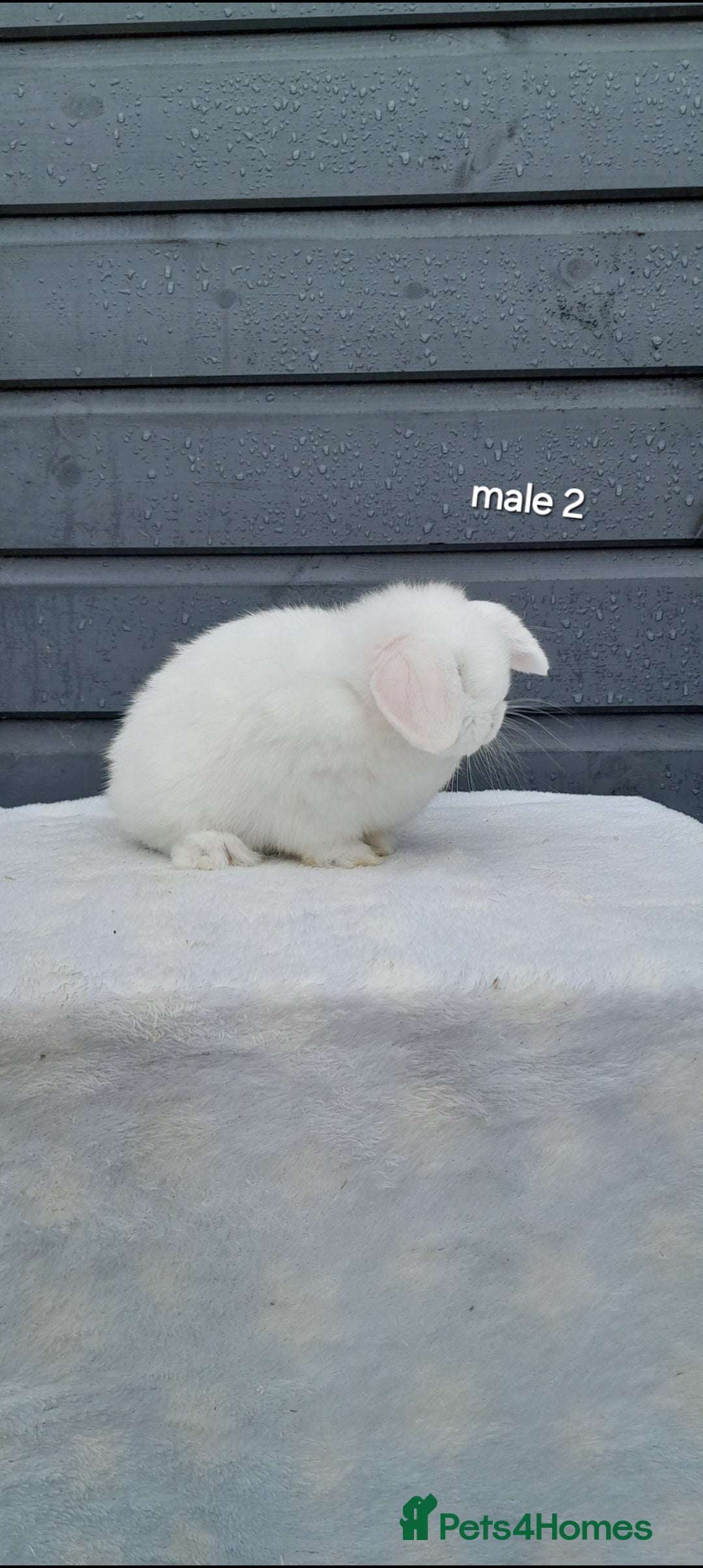Mini Lop rabbits for sale: Purebred mini lops ready now  - Advert 7