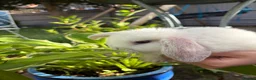 Mini Lop rabbits for sale: 4 beautiful mini lop bunnies - Advert 3