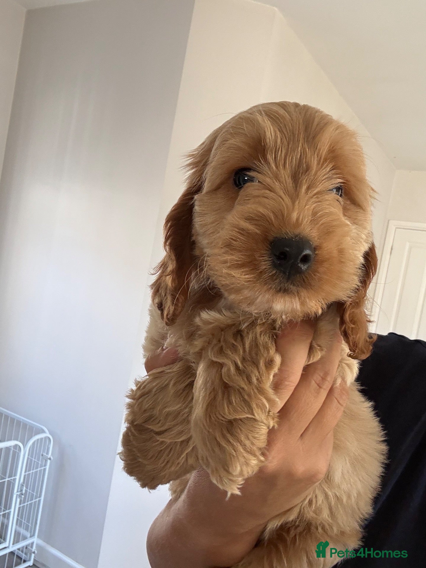 Cockapoo dogs Exceptional F1 health tested cockapoo puppies  - Advert 4
