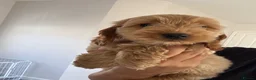 Cockapoo dogs for sale: Exceptional F1 health tested cockapoo puppies  - Advert 1