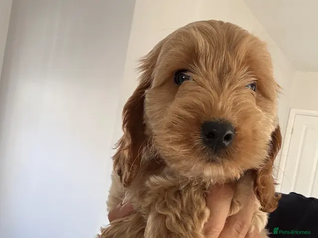 Cockapoo dogs Exceptional F1 health tested cockapoo puppies - Advert 1