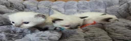 Ragdoll cats for sale: 4 Beautiful Ragdoll kittens, 2 Seal, 2 Lilac - Advert 21