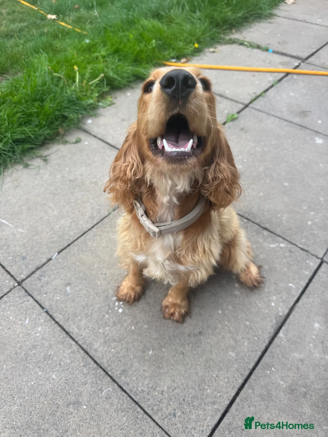 Cocker Spaniel dogs for sale: KC Reg Cocker spaniel girl - Advert 3