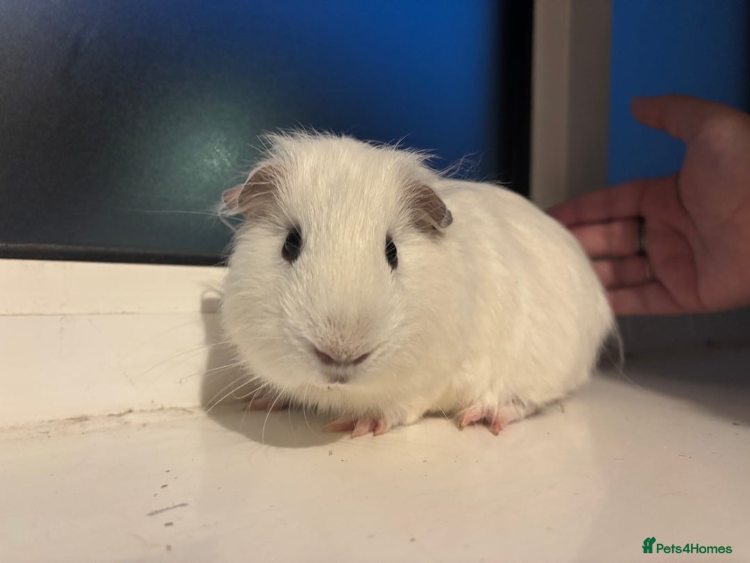 Guinea Pig rodents for sale: Four Guinea Pigs with Set Up and Accessories - Image 9