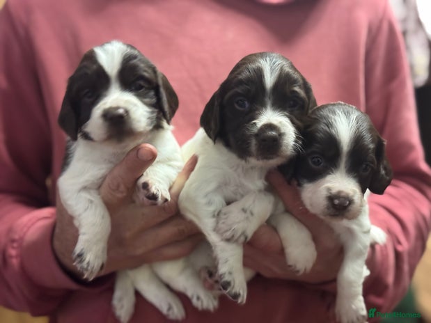 English Springer Spaniel dogs Springer spaniels for sale ONLY 3 LEFT OUT OF 8 - Advert 7