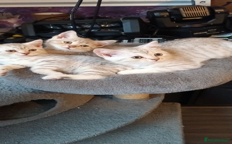 British Shorthair cats - Advert 4