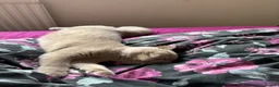 British Shorthair cats for sale: Fawn British short hair kitten six months old  in Harrow - Advert 4
