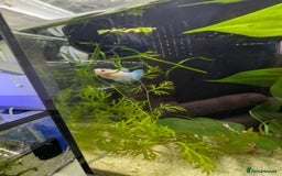 Bettas fish for sale: Tropical fish,betta samurai,angels,kribs,bn plecos - Image 13