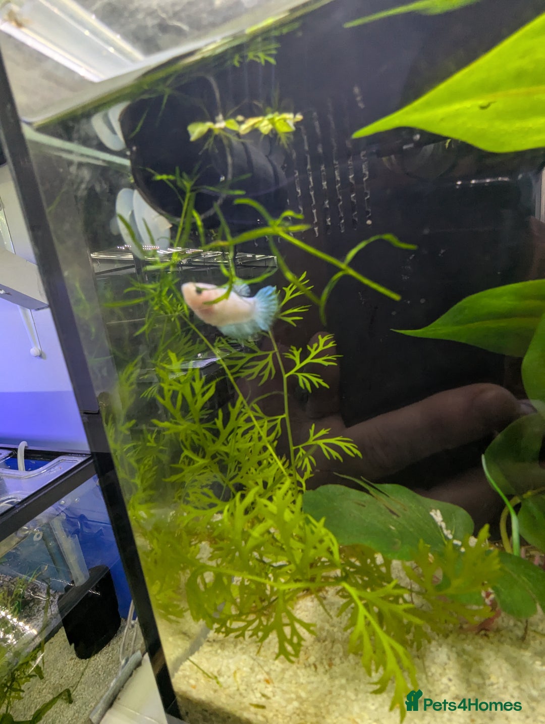Bettas fish for sale: Tropical fish,betta samurai,angels,kribs,bn plecos - Image 13