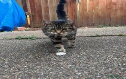 Domestic Shorthair cats for sale: FREE SHORTHAIR - Image 2