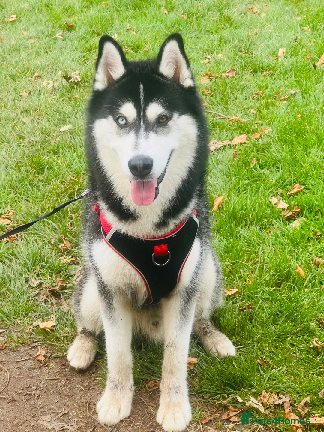 Siberian Husky dogs for sale: 1 year old Siberian Husky 💙 in Glasgow - Advert 2