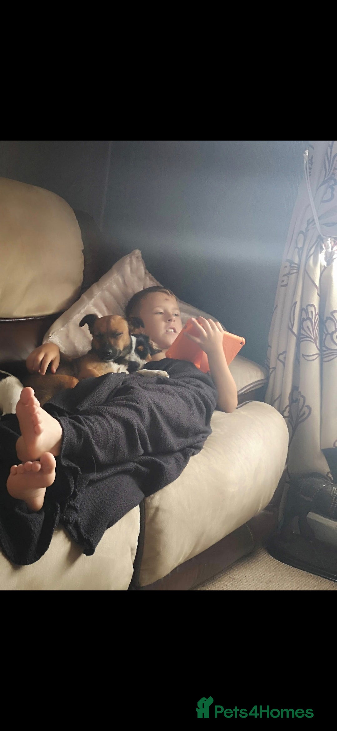 Mixed Breed dogs for sale: 2 female older dogs  - Image 14