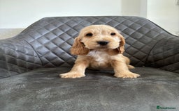 Cocker Spaniel dogs for sale: Beautiful Show Type Cocker Spaniel Pups - Image 9