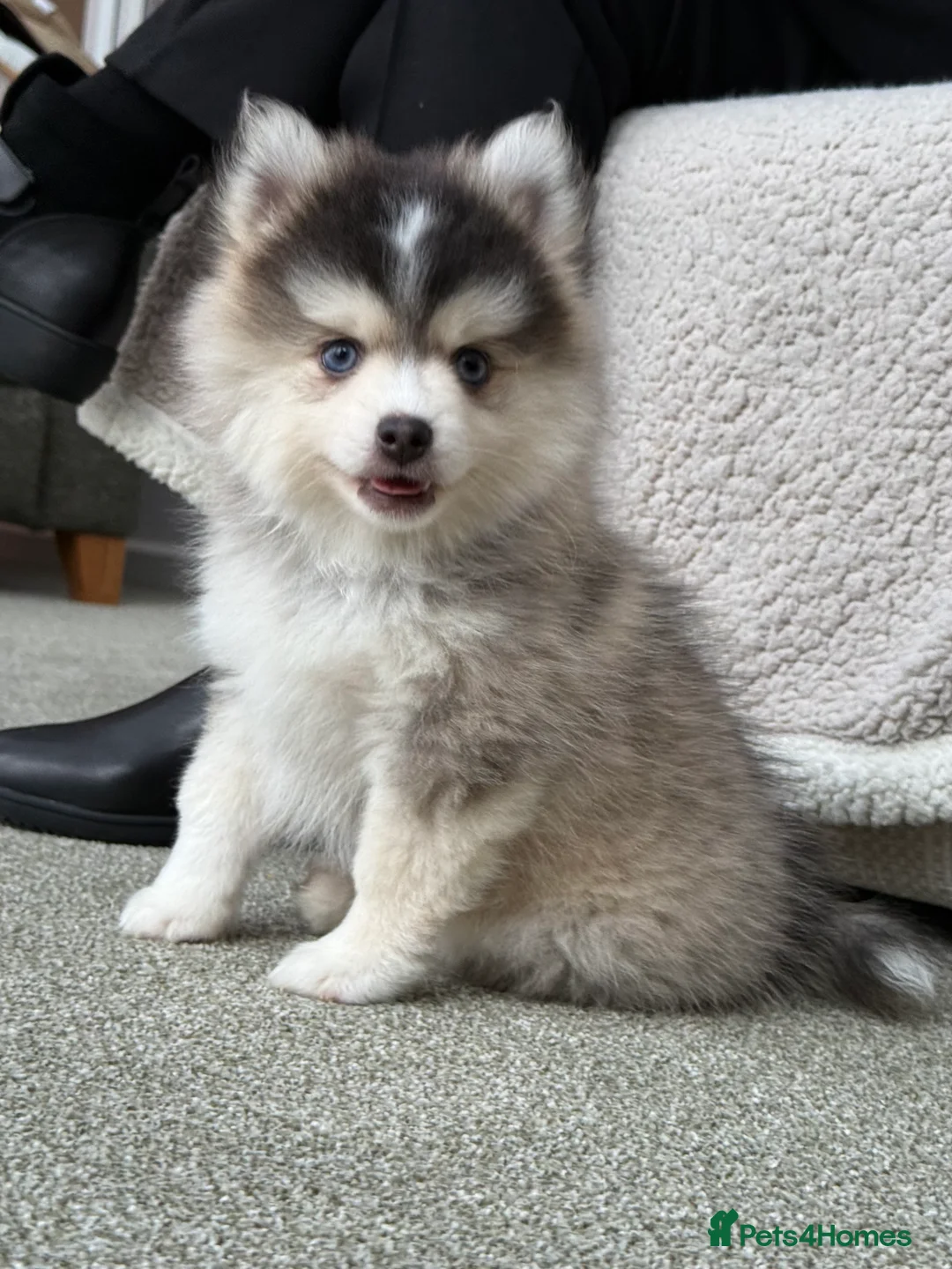 Pomsky dogs for sale: F3 Pomsky Puppies - ready now :)  - Advert 5