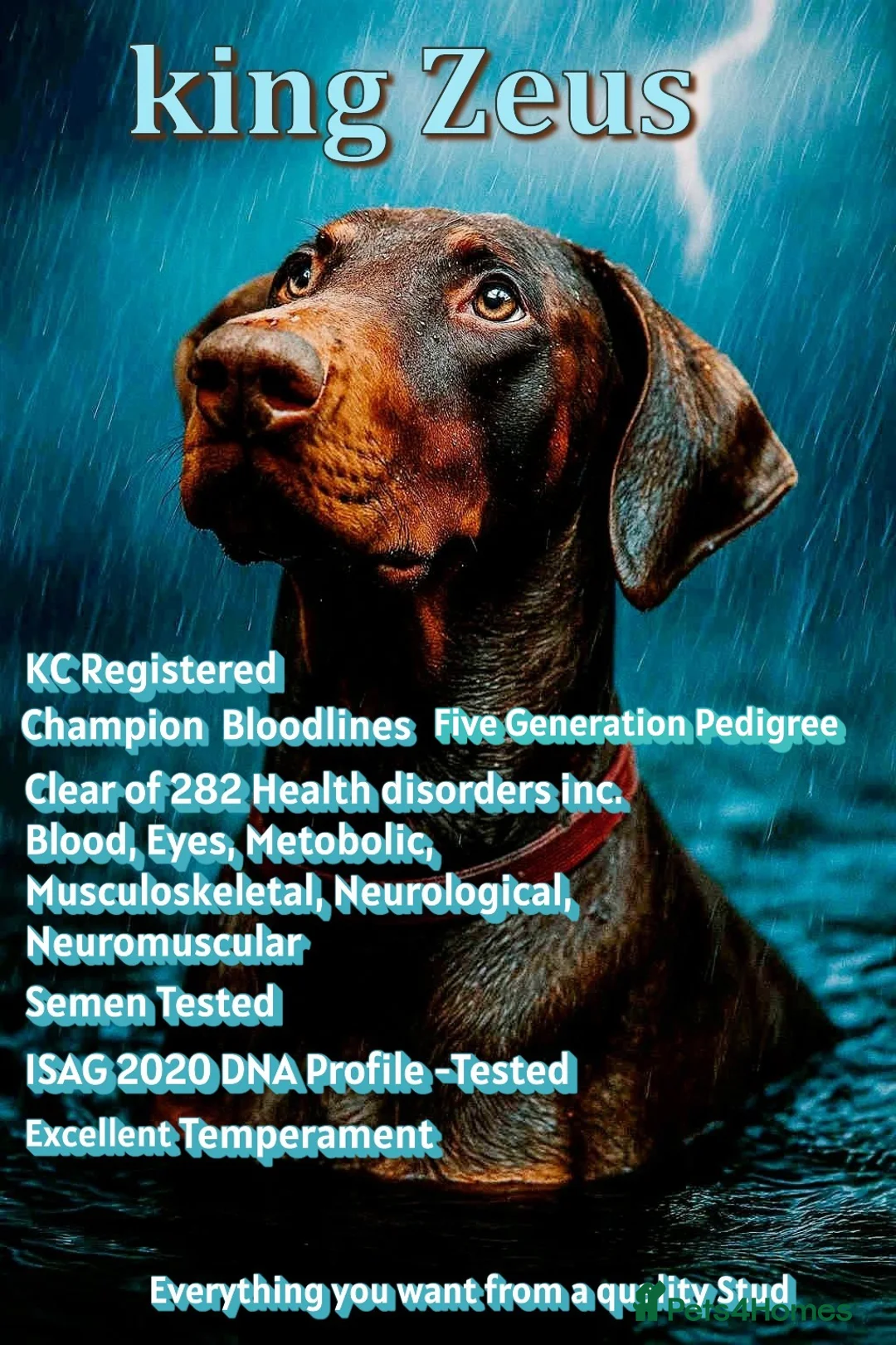 Dobermann dogs for stud: King Zeus-For Stud  - Advert 1