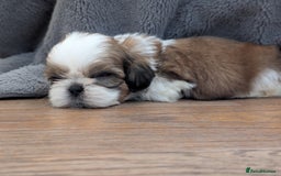 Shih Tzu dogs for sale: Beautiful Girl From Show Lines  - Image 6