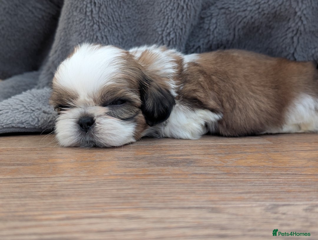 Shih Tzu dogs for sale: Beautiful Girl From Show Lines  - Image 6