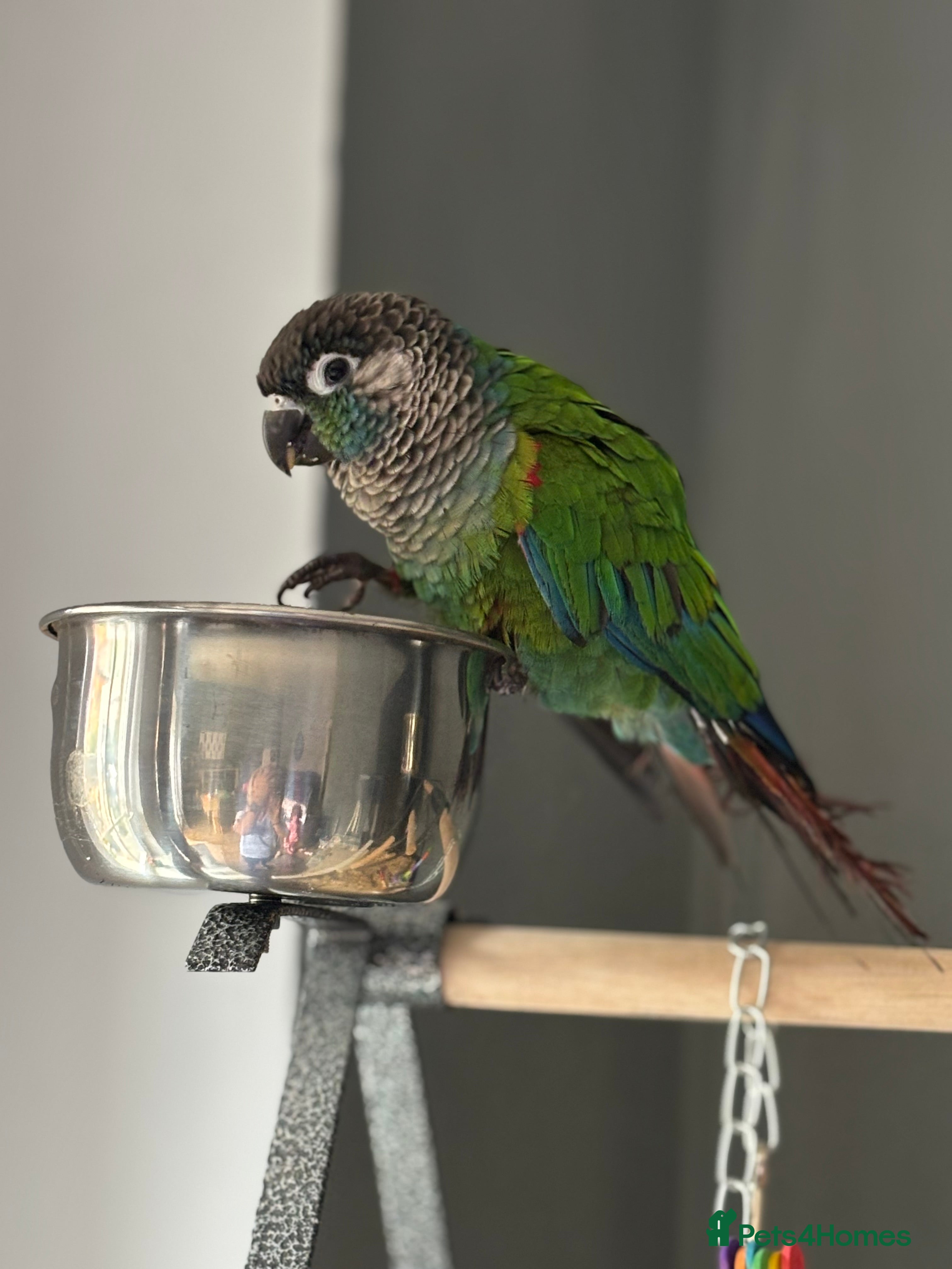 Conures birds Tame Pearly Conure Parrot - Advert 17