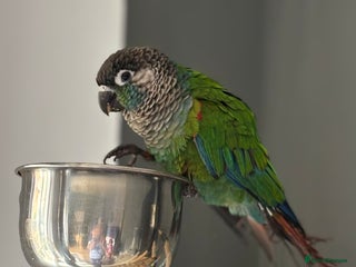 Conures birds Tame Pearly Conure Parrot - Advert 4