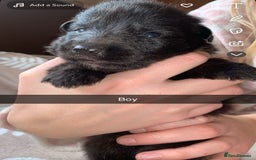 German Shepherd dogs for sale: BEAUTIFUL GERMAN SHEPS   - Image 8