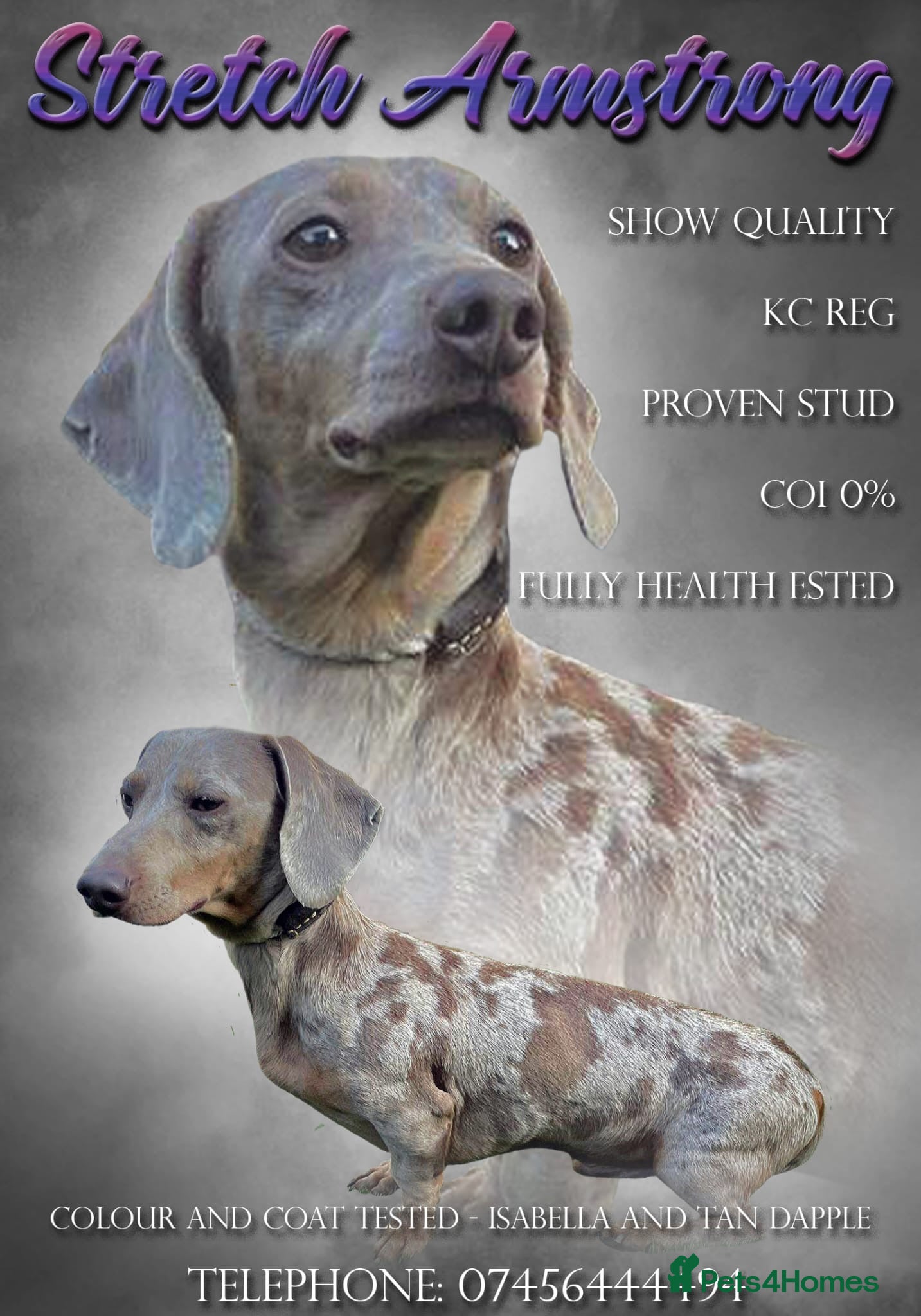 Miniature Dachshund dogs Charlie Chaplin lines standing at stud in Poole - Advert 3
