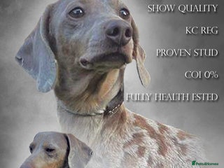 Miniature Dachshund dogs in Poole - Advert 21