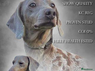 Miniature Dachshund dogs Charlie Chaplin lines standing at stud in Poole - Advert 15