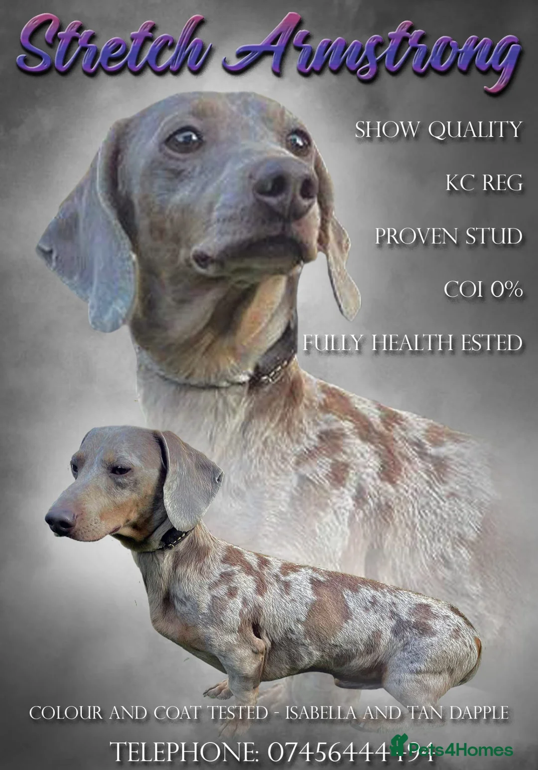 Miniature Dachshund dogs for stud: Charlie Chaplin lines standing at stud in Poole - Advert 1