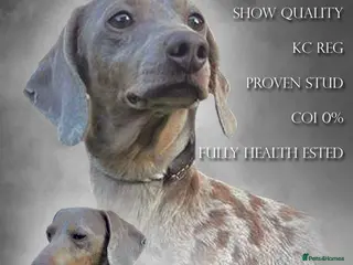 Miniature Dachshund dogs Charlie Chaplin lines standing at stud in Poole - Advert 10