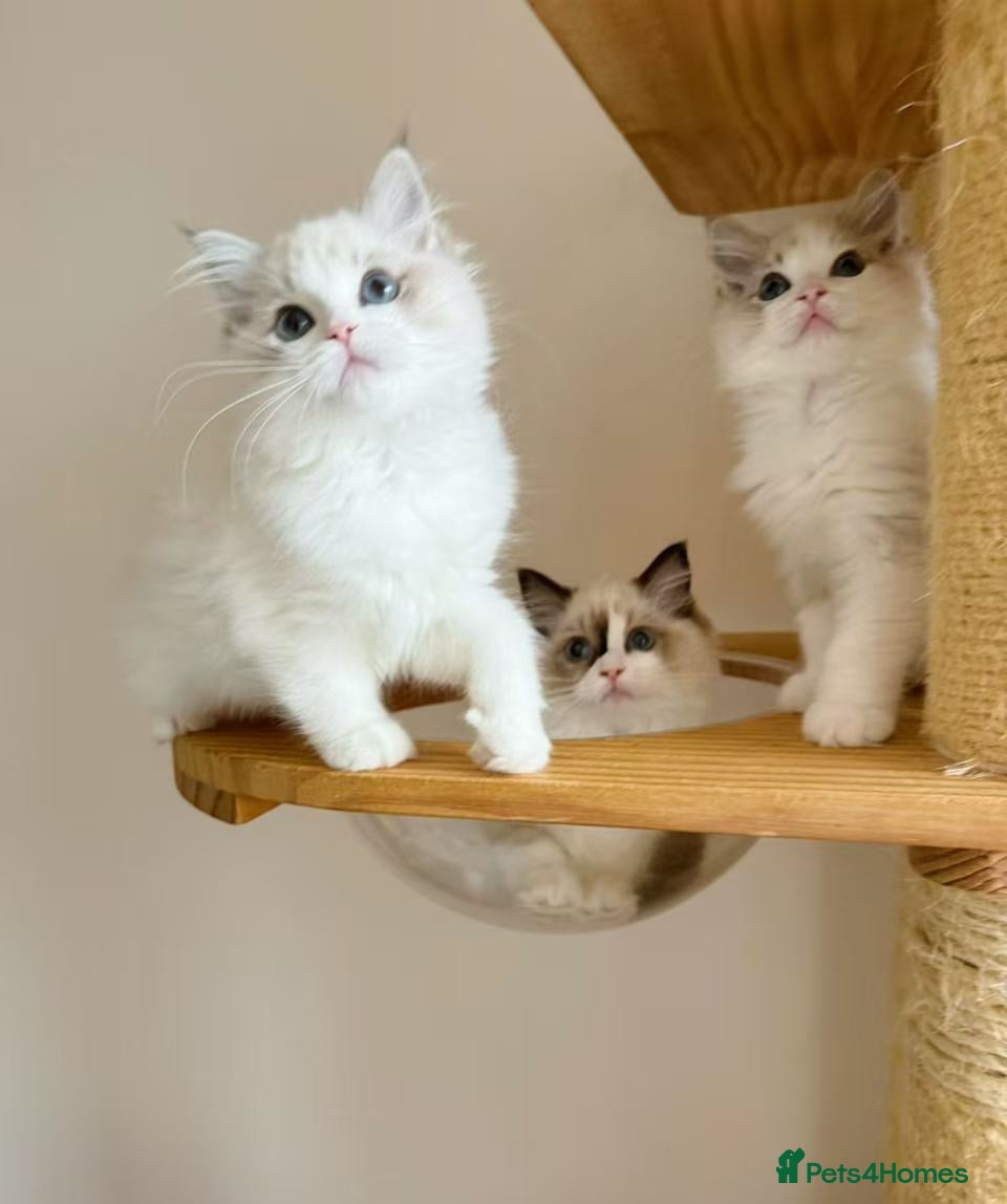 Ragdoll cats Adorable Ragdoll Kittens - 12 Weeks, Ready Now - Advert 2