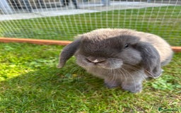 Mini Lop rabbits for sale: 2 mini lops - Image 8
