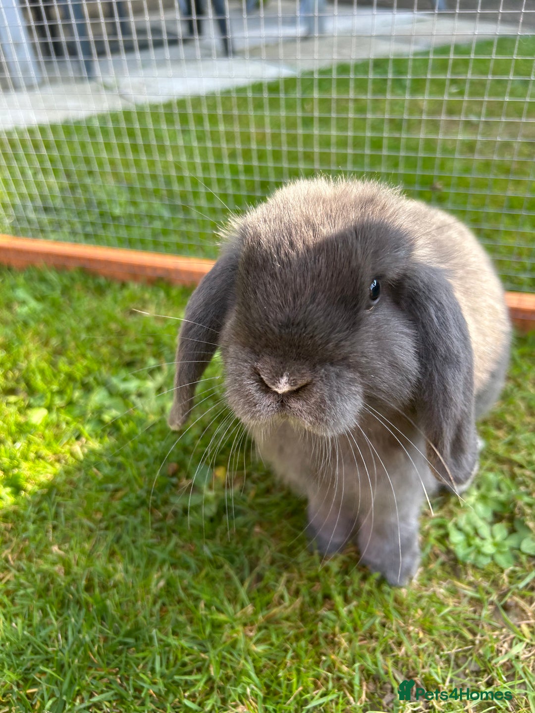 Mini Lop rabbits for sale: 2 mini lops - Image 8