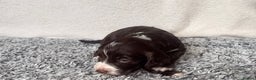 Cocker Spaniel dogs for sale: ✨Beautiful Cocker Spaniel Puppies✨ - Advert 19