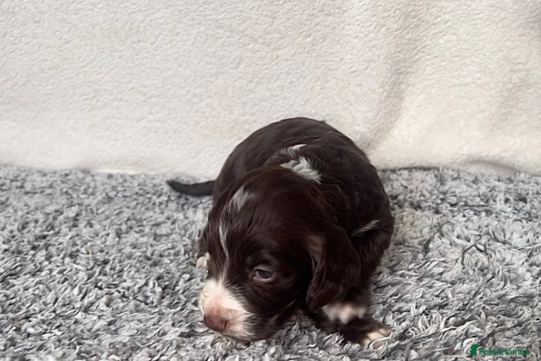 Cocker Spaniel dogs for sale: ✨Beautiful Cocker Spaniel Puppies✨ - Advert 19