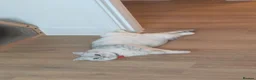 Mixed Breed cats for sale: Beautiful 2 years old Chinchilla x Bengal cat - Advert 5