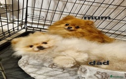 Pomeranian dogs for sale: Pomeranian puppies  - Image 6