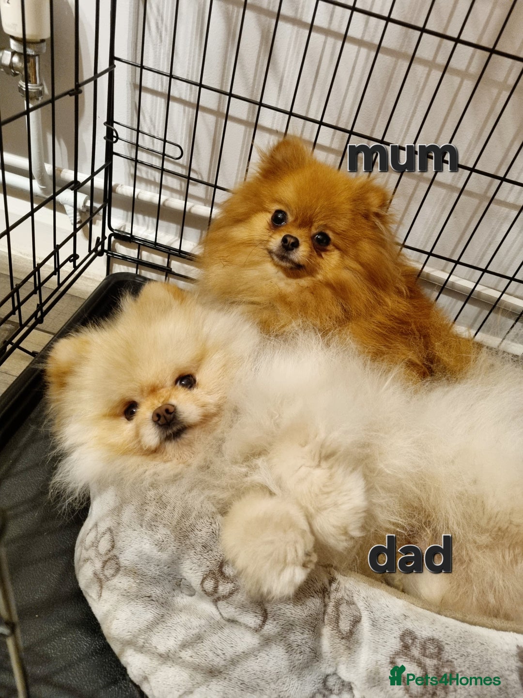 Pomeranian dogs for sale: Pomeranian puppies  - Image 6