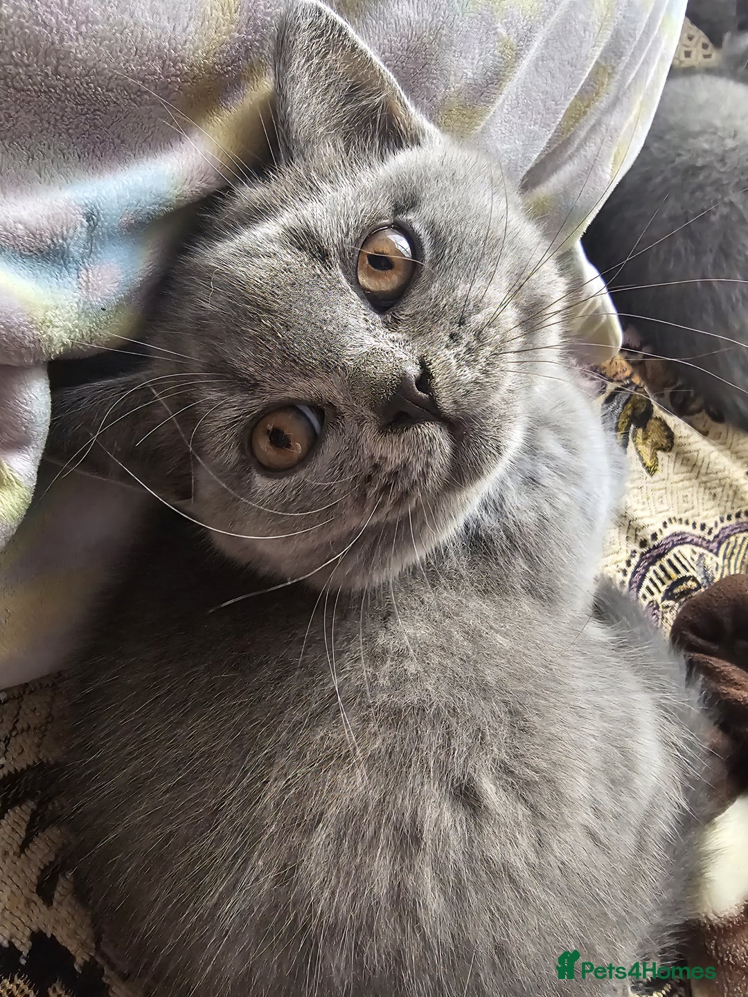 British Shorthair cats for sale: 3 FLUFFY BOY BRITISH SHORTHAIRS KITTENS READY   - Image 4