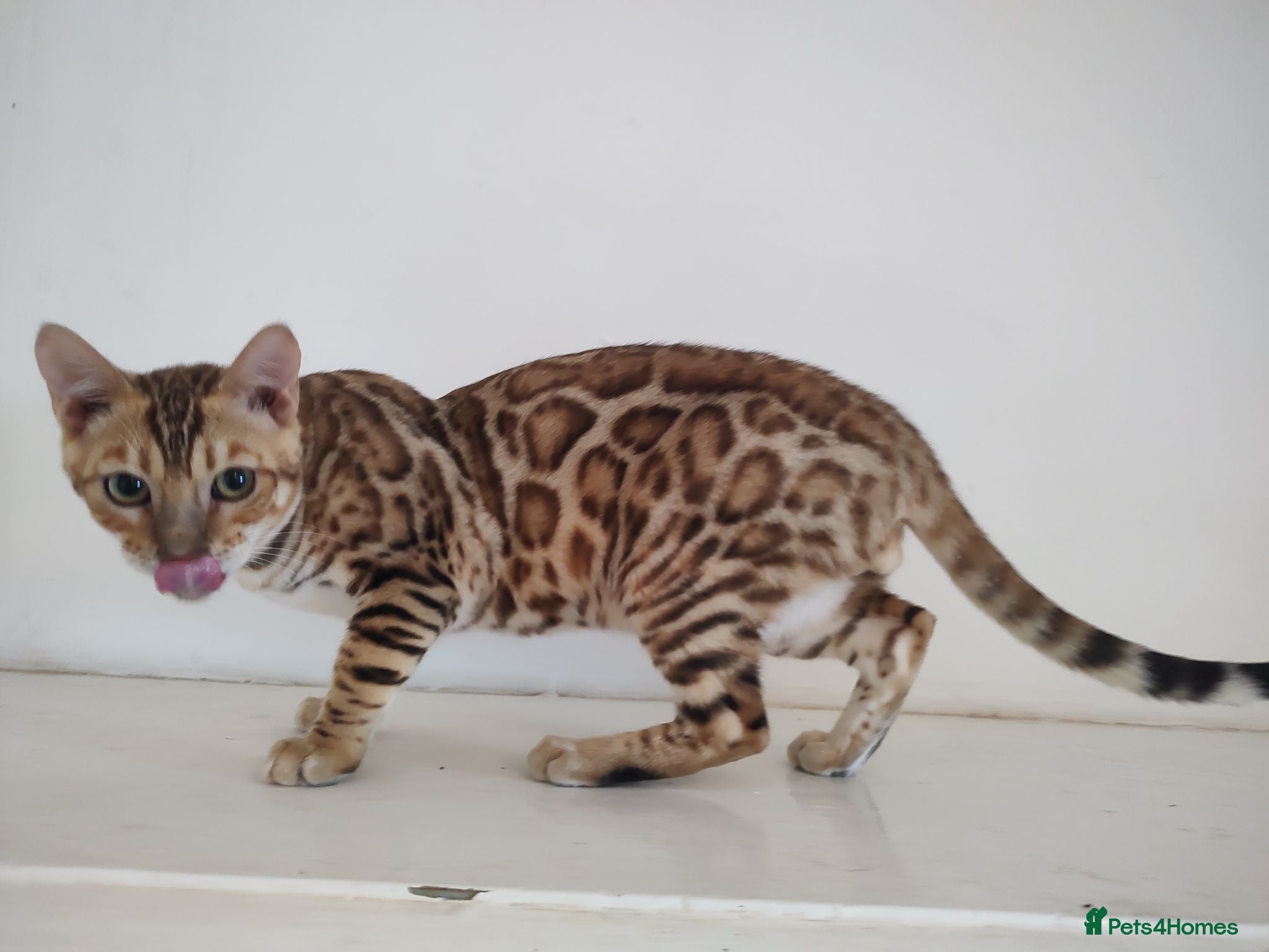 Bengal cats Bengal kitten - Advert 5