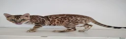 Bengal cats for sale: Bengal kitten - Advert 1
